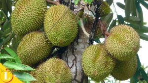 Pertanyaan yang Sering Diajukan tentang Manfaat Durian untuk Ibu Hamil