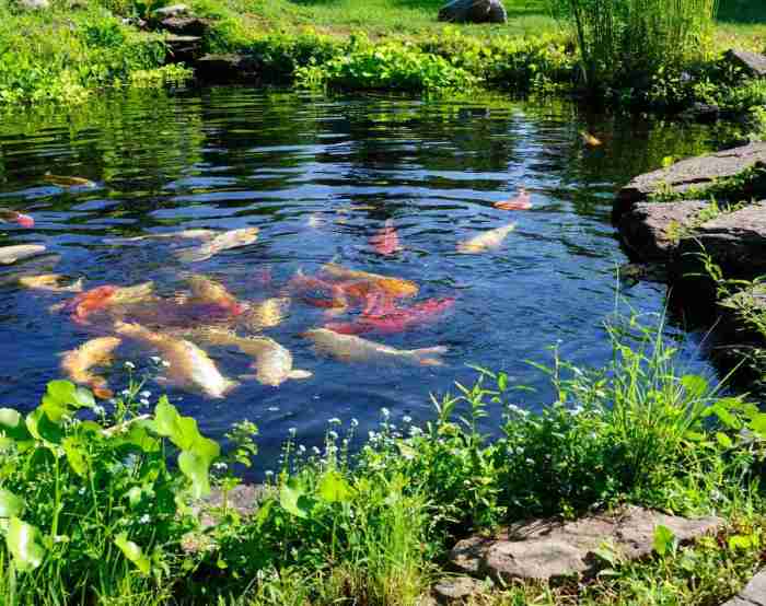 Taman Minimalis dengan Kolam Ikan Koi Panduan Lengkap